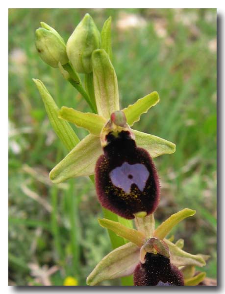 Ophrys: gruppo Ophrys bertolonii